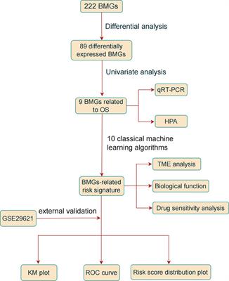 Identification of a basement membrane-related gene signature for predicting prognosis, immune infiltration, and drug sensitivity in colorectal cancer